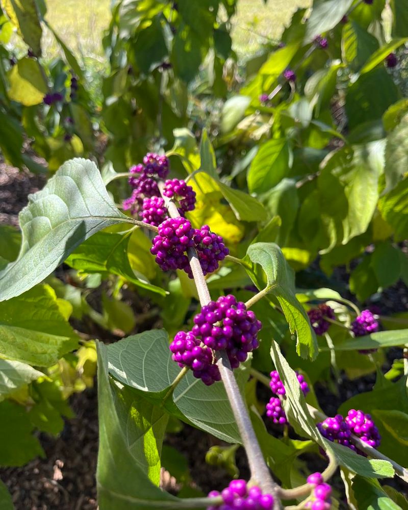 American Beautyberry Contains Natural Mosquito-Repelling Compounds