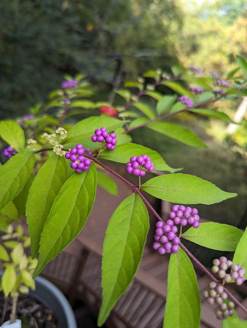 American Beautyberry Is The Plant American Beautyberry Is The Plant