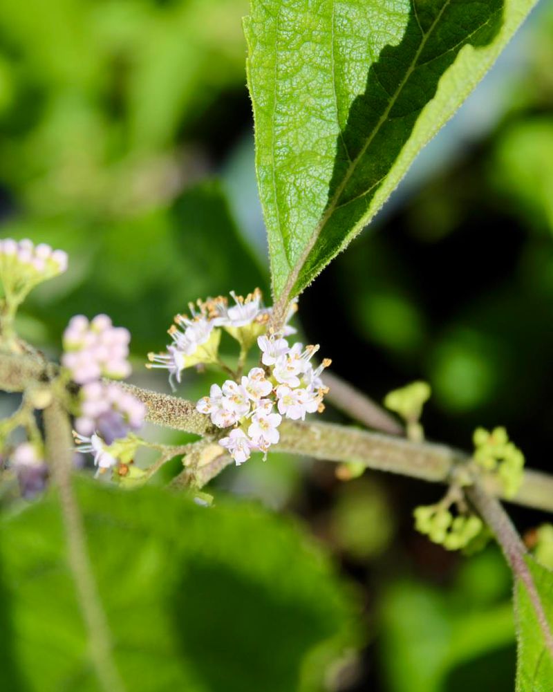 American Beautyberry Produces Subtle Flowers With A Surprising Reputation