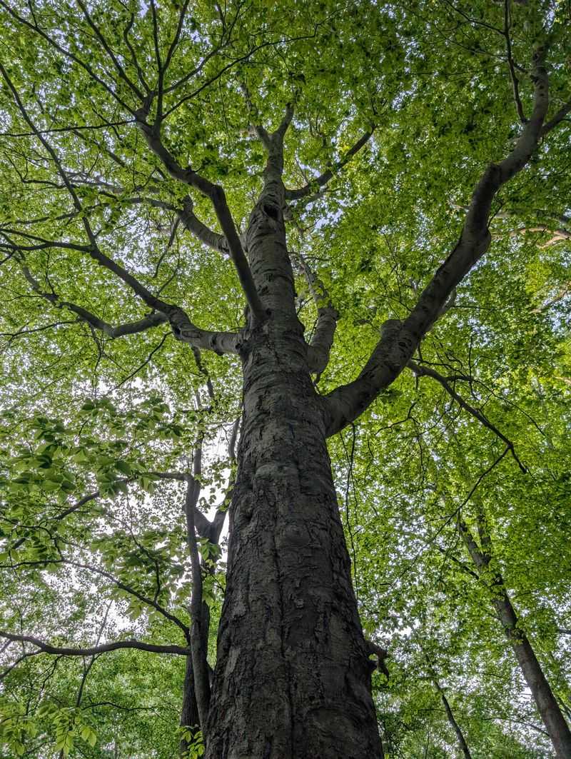 American Beech American Beech
