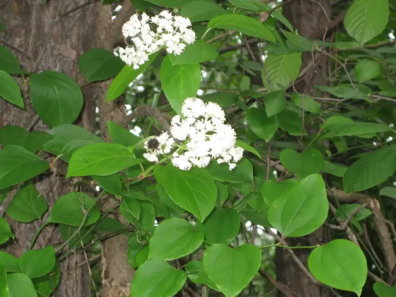 American Climbing Hydrangea Grows Well In Partial Shade American Climbing Hydrangea Grows Well In Partial Shade