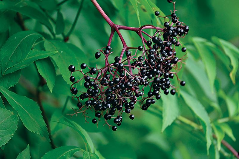 American Elderberry Brings Fruit And Wildlife Support
