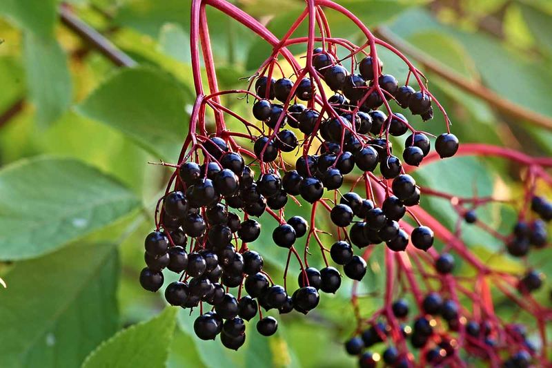 American Elderberry Feeds Birds In Summer