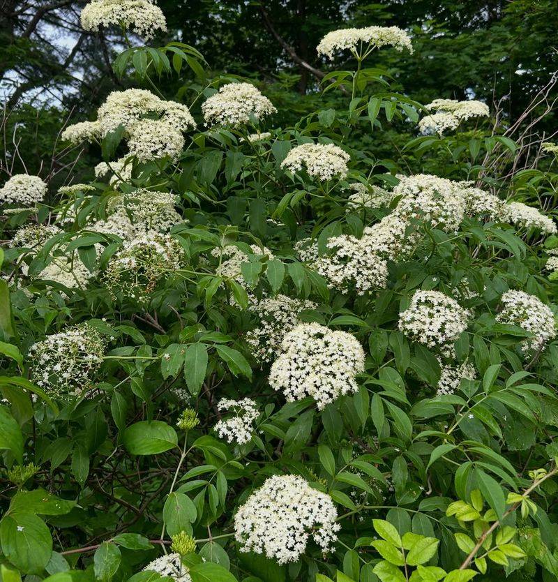 American Elderberry Fills Moist Sunny Boundaries Quickly