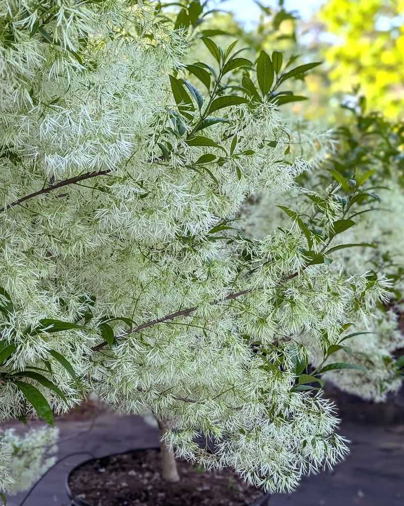 American Fringe Tree Creates A Cloud Of Spring Blooms American Fringe Tree Creates A Cloud Of Spring Blooms