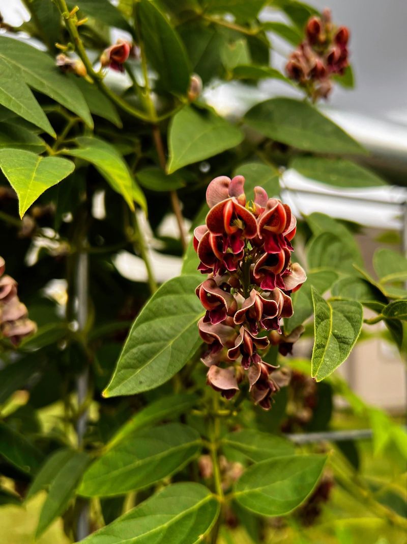American Groundnut Adds Edible Tubers To Moist Areas