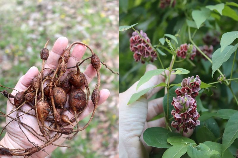 American Groundnut Is The Native Edible People Overlook American Groundnut Is The Native Edible People Overlook