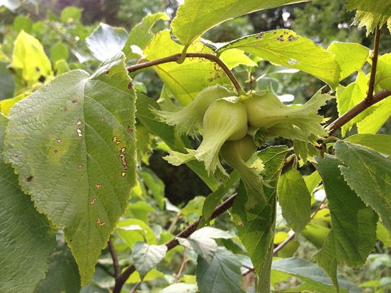 American Hazelnut American Hazelnut
