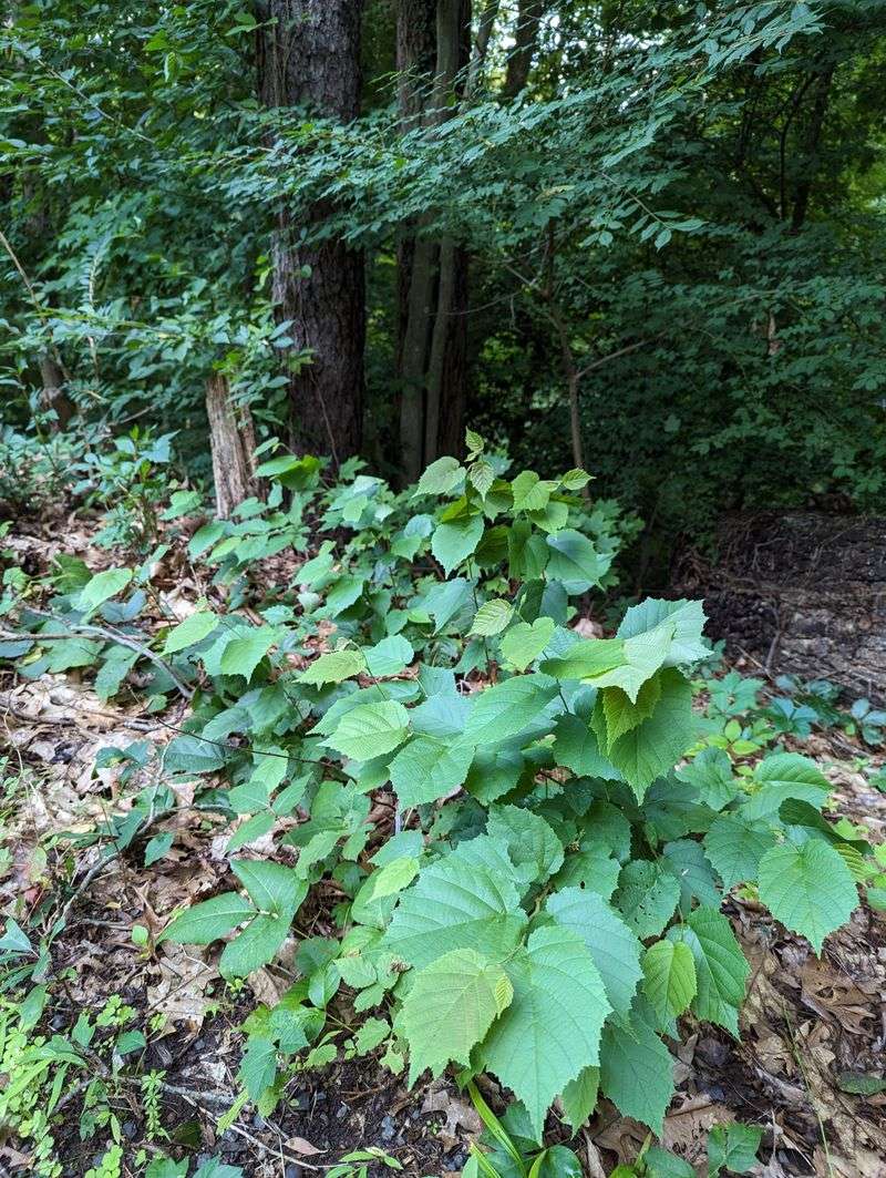 American Hazelnut Creates A Broad Wildlife Friendly Hedge