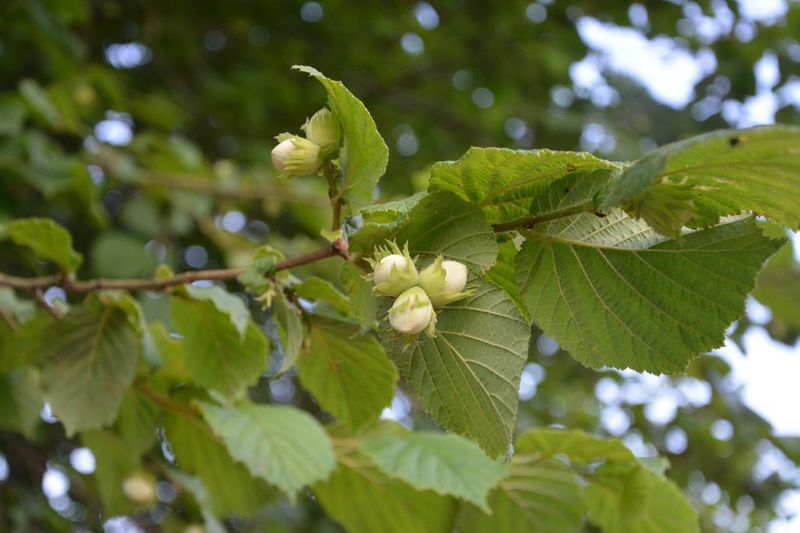 American Hazelnut Offers Edible Nuts And Native Value