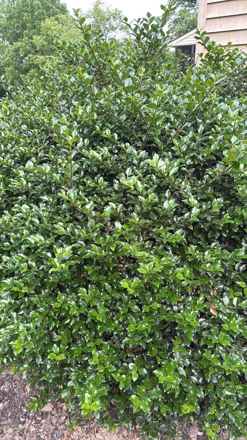 American Holly American Holly