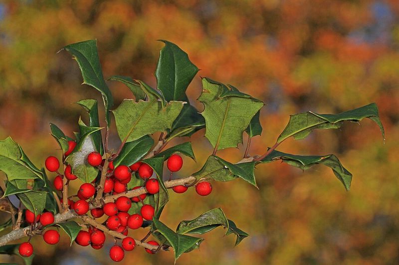 American Holly American Holly