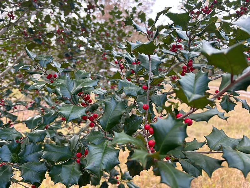 American Holly