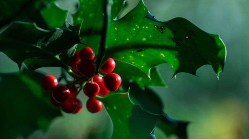 American Holly