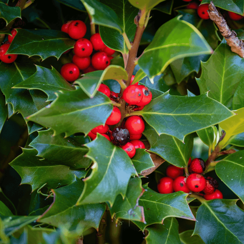 American Holly Holds A Wall Through Winter