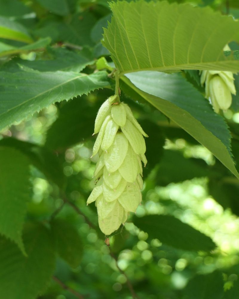 American Hophornbeam Brings Yellow Leaves And Textured Bark American Hophornbeam Brings Yellow Leaves And Textured Bark