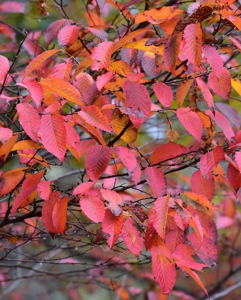 American Hornbeam Adds Orange And Red Color American Hornbeam Adds Orange And Red Color