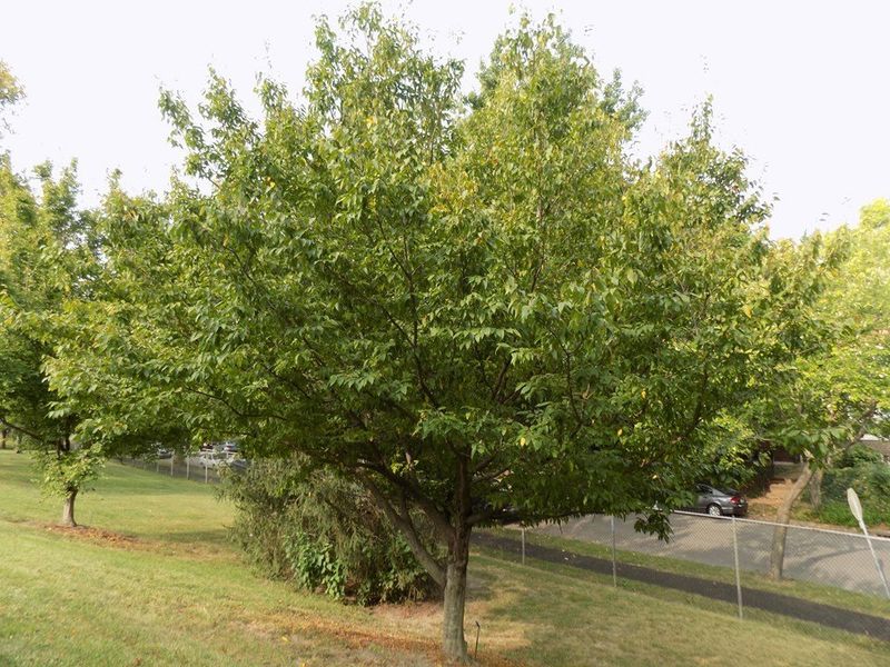 American Hornbeam Tolerates Dense Ground