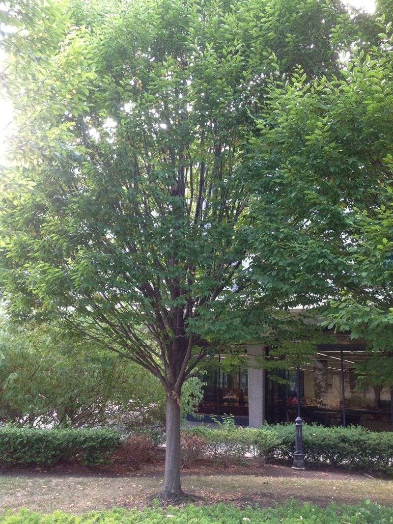 American Hornbeam Works Under Light Shade
