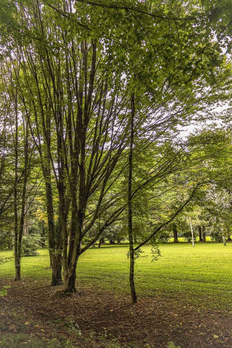 American Hornbeam
