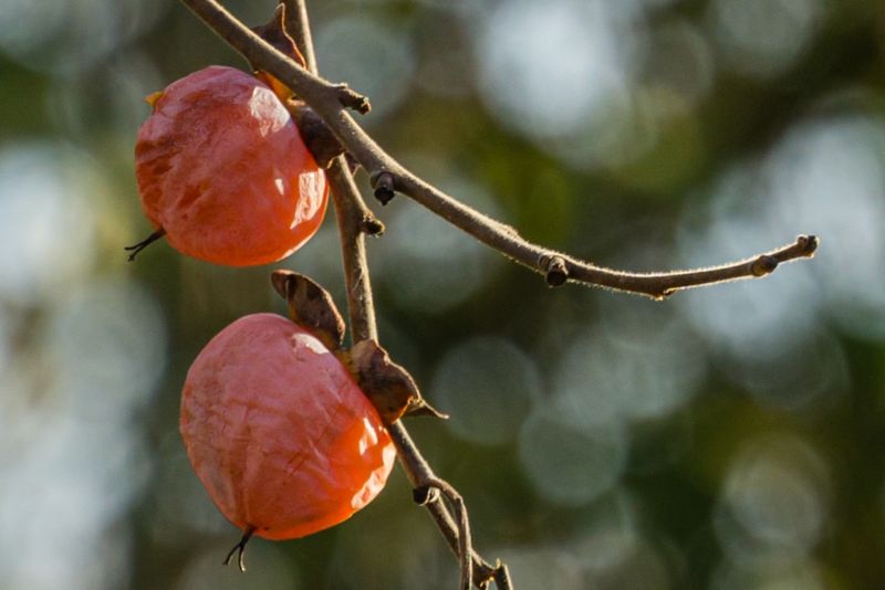 American Persimmon American Persimmon