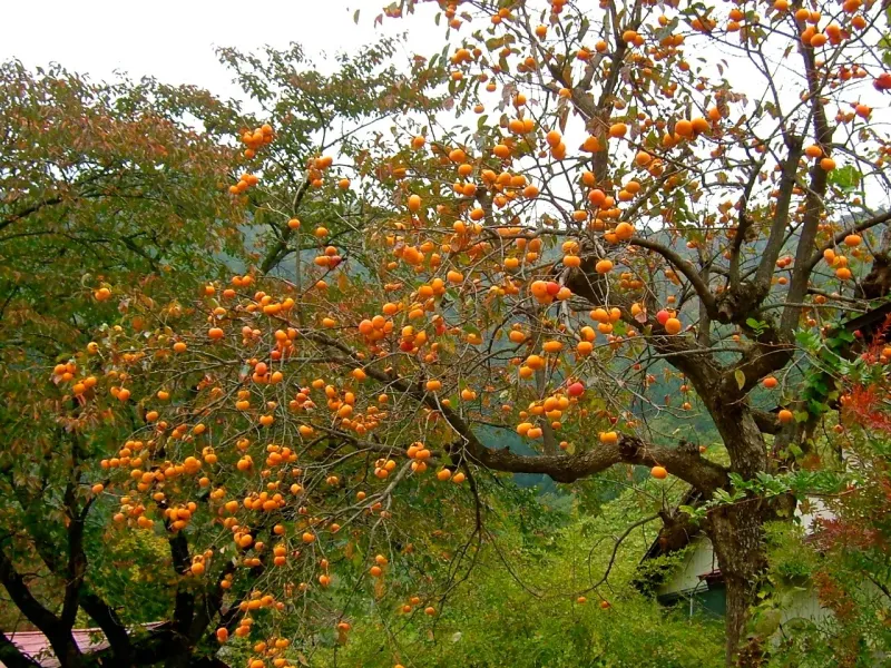 American Persimmon Needs More Room And Patience American Persimmon Needs More Room And Patience