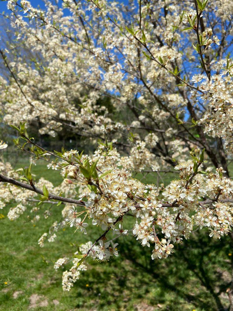 American Plum