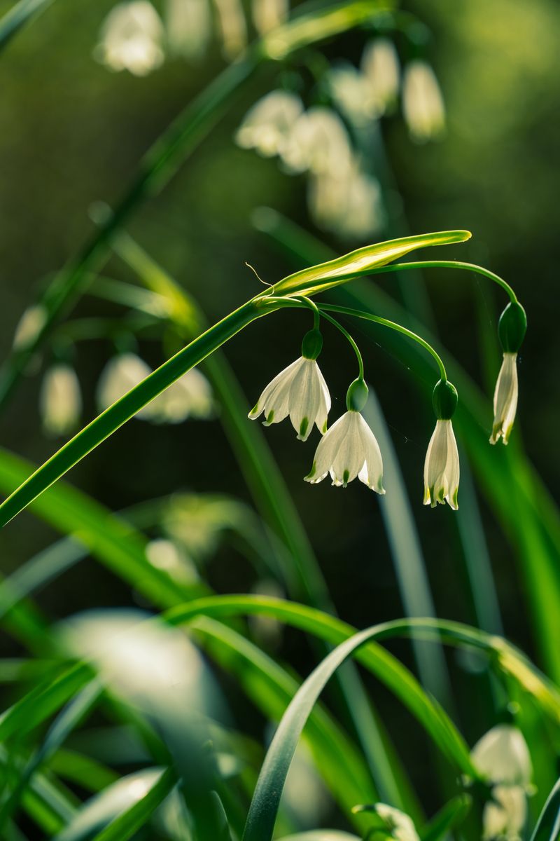 American Snowbell