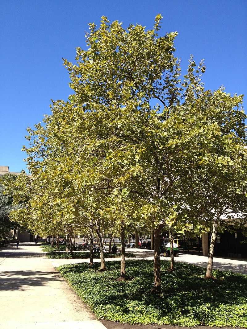 American Sycamore American Sycamore