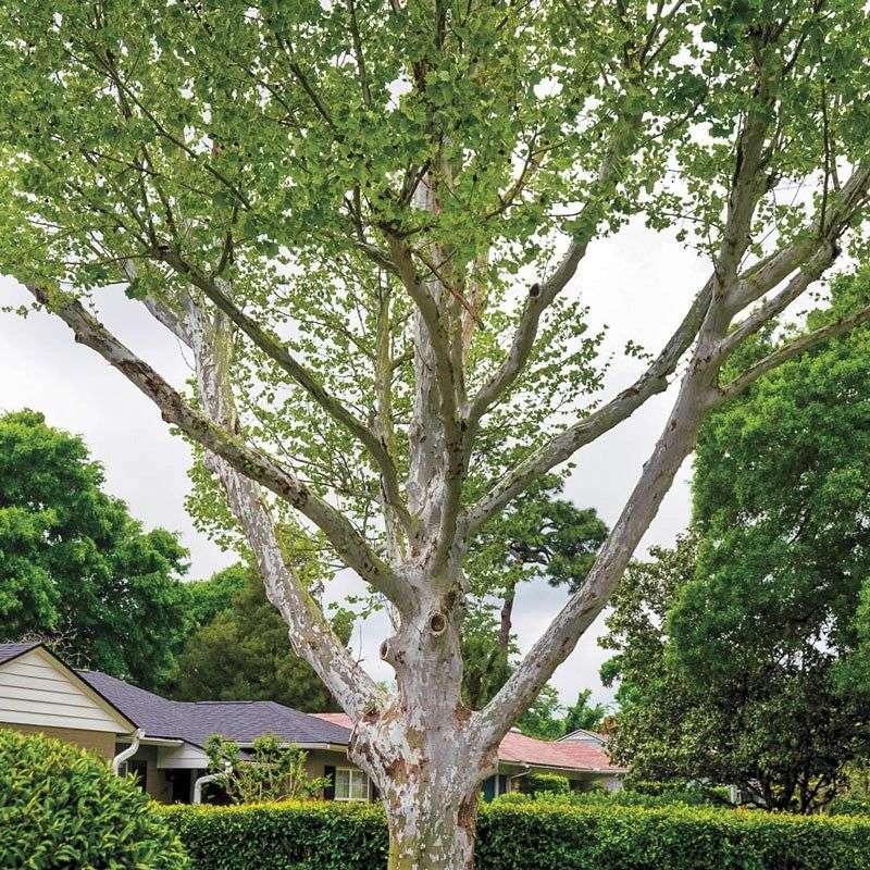 American Sycamore Suits Big Moist Spaces