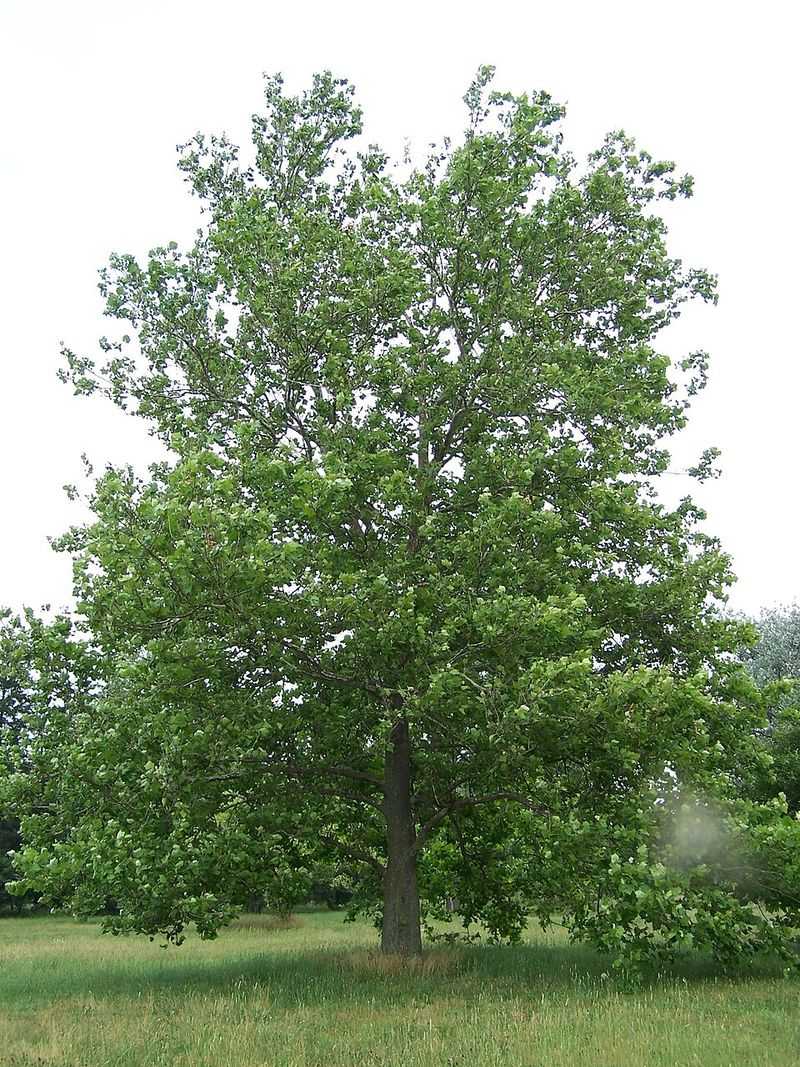 American Sycamore American Sycamore