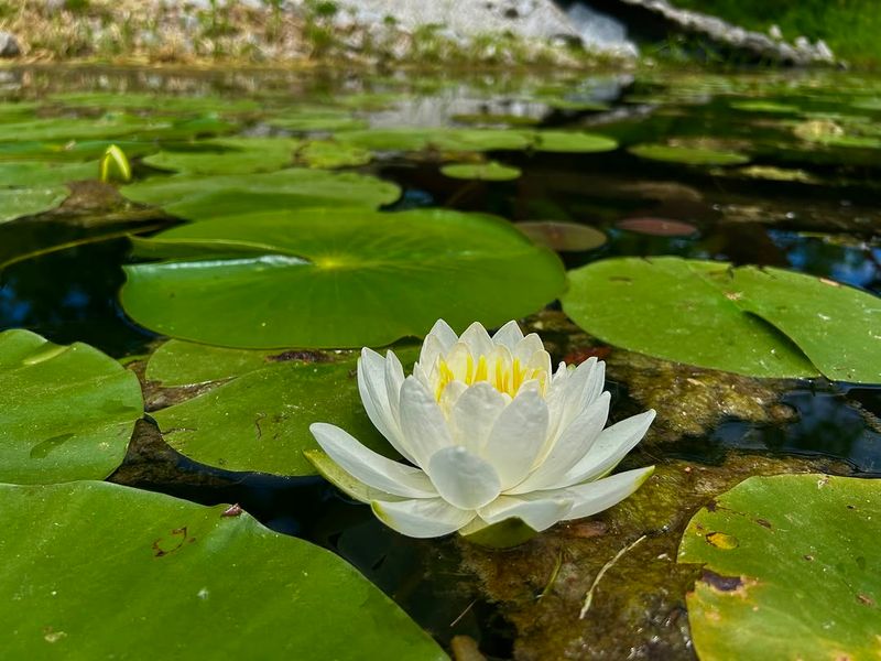 American White Water-Lily For Floating Shade American White Water-Lily For Floating Shade
