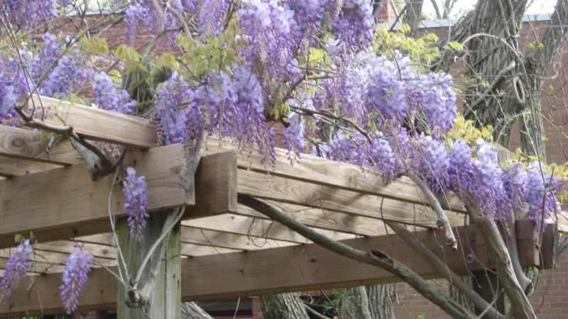 American Wisteria Gives Drama Without The Regret