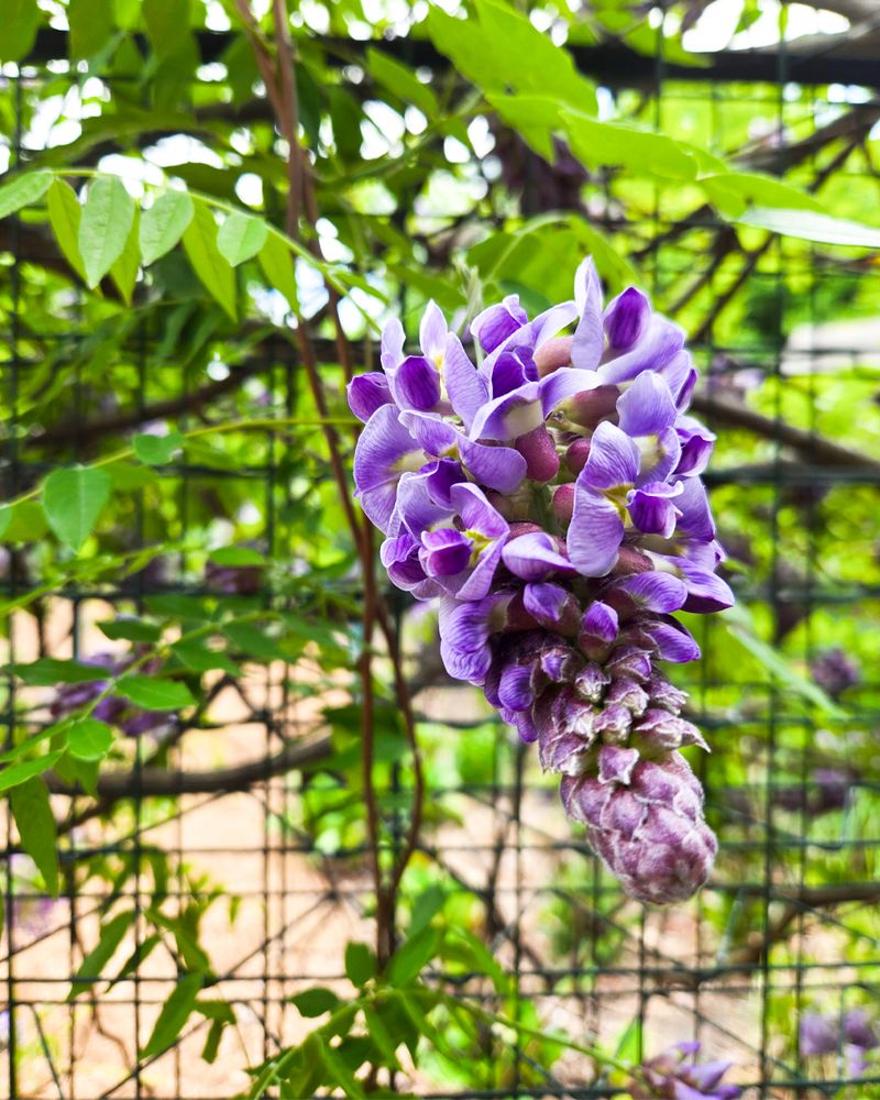 American Wisteria Stays Easier To Manage Than Chinese Wisteria American Wisteria Stays Easier To Manage Than Chinese Wisteria
