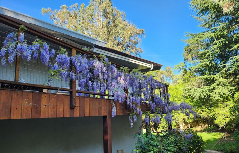 American Wisteria 