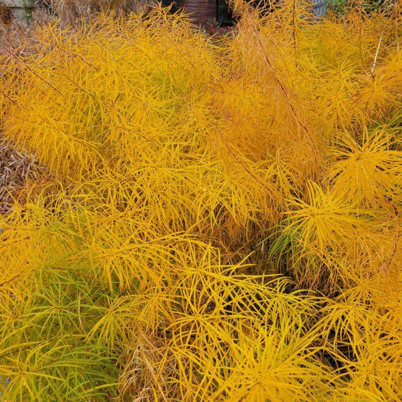 Amsonia Turns Gold And Never Leaves Amsonia Turns Gold And Never Leaves