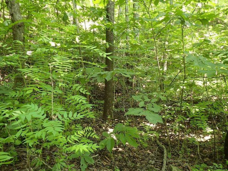 An Easier Way To Handle This Tree