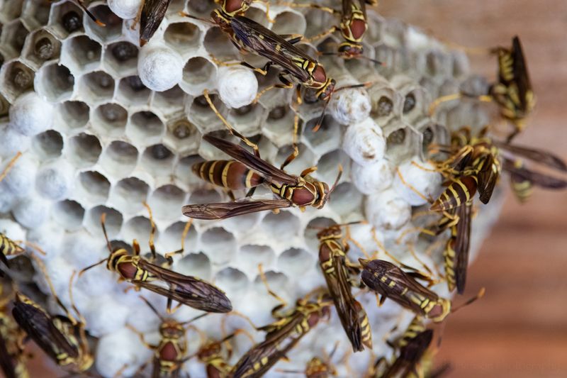 An Eave Nest Places The Hunters Close To Your Garden