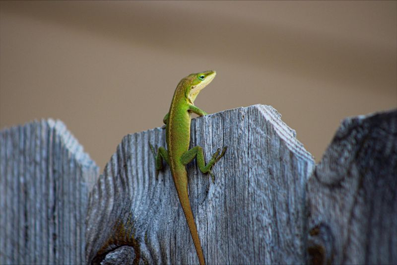 An Empty Perch Is a Clue, Not a Verdict An Empty Perch Is a Clue, Not a Verdict