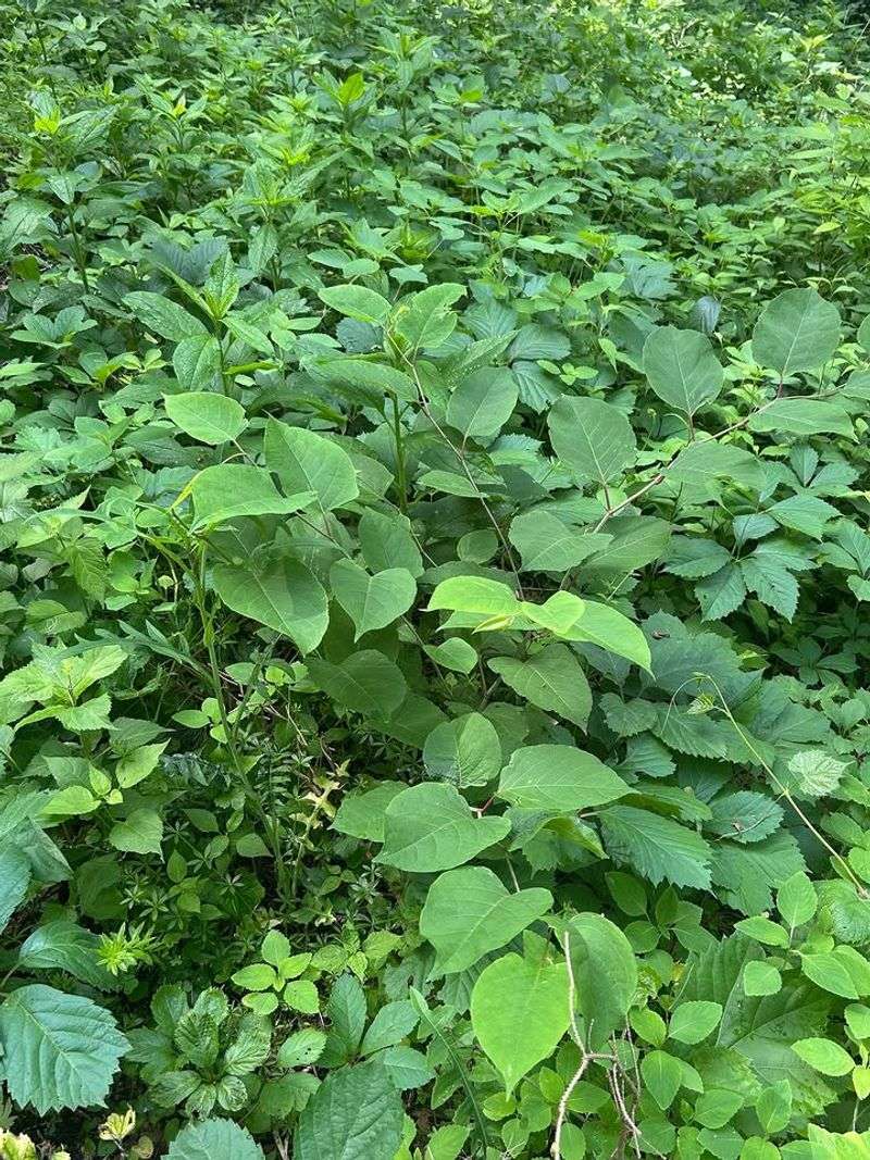 An Existing Plant May Not Require Immediate Forced Removal An Existing Plant May Not Require Immediate Forced Removal