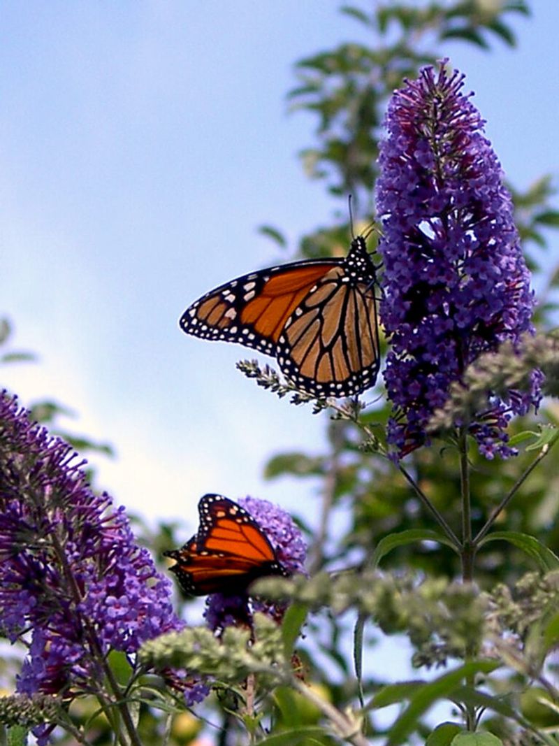 An Irrigated Yard Can Become A Refuge During August Drought