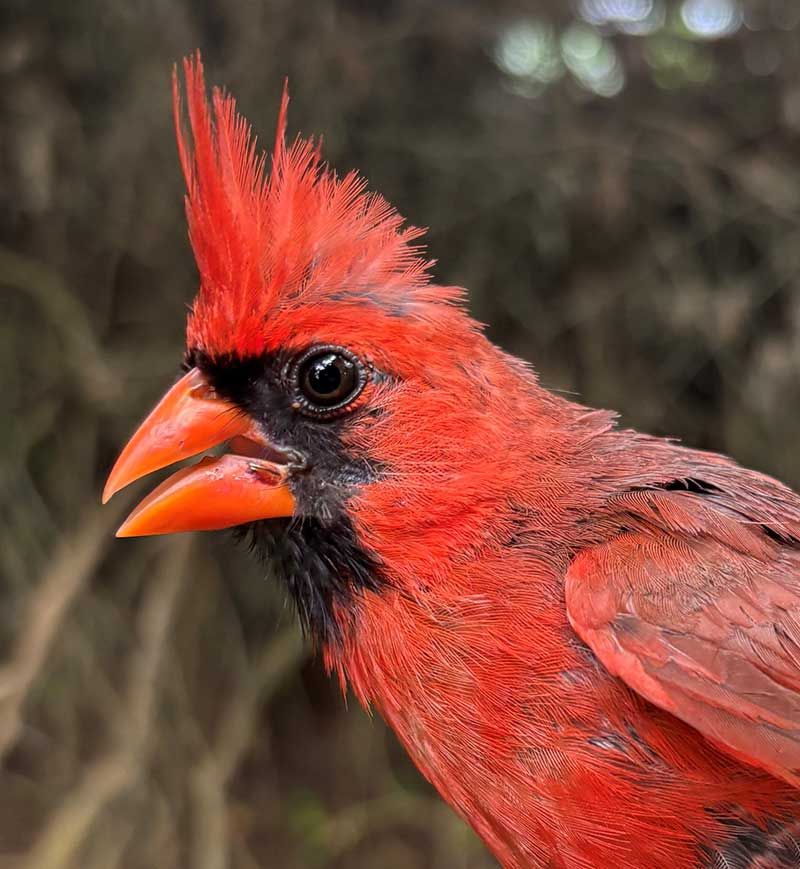 An Open Bill Can Indicate That The Bird Is Trying To Cool Itself