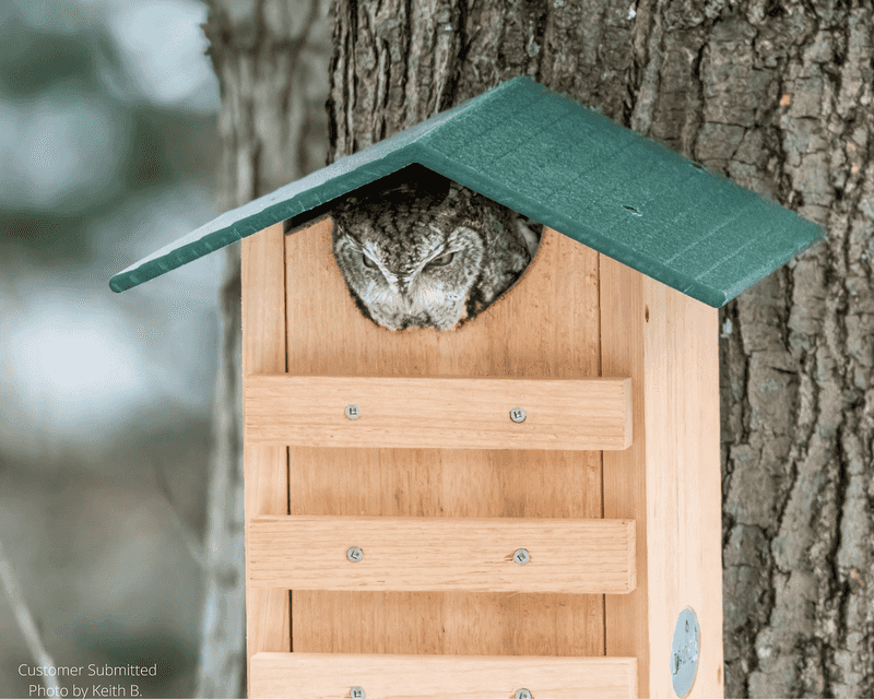 An Owl Box May Help, But It Cannot Erase Rodents An Owl Box May Help, But It Cannot Erase Rodents