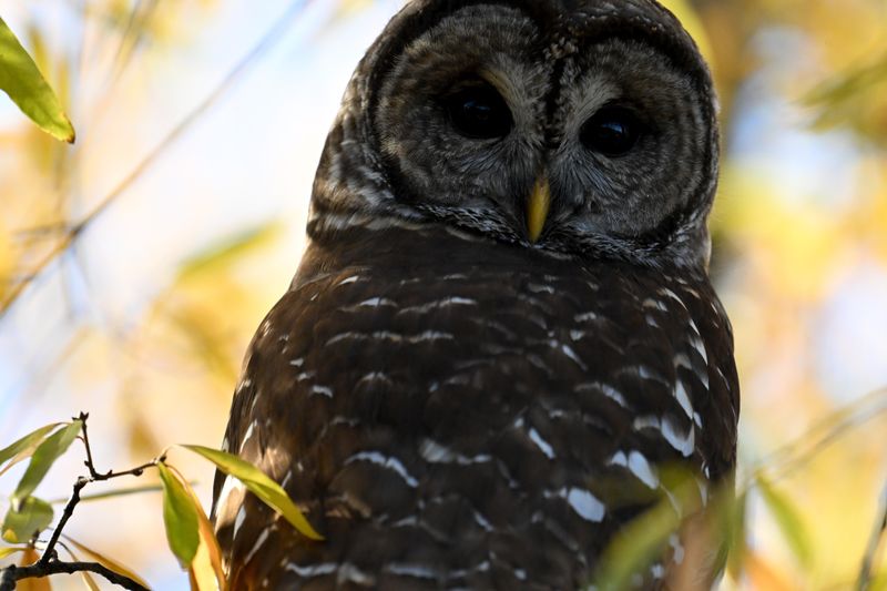 An Owl Nearby Usually Means Habitat Is Close An Owl Nearby Usually Means Habitat Is Close
