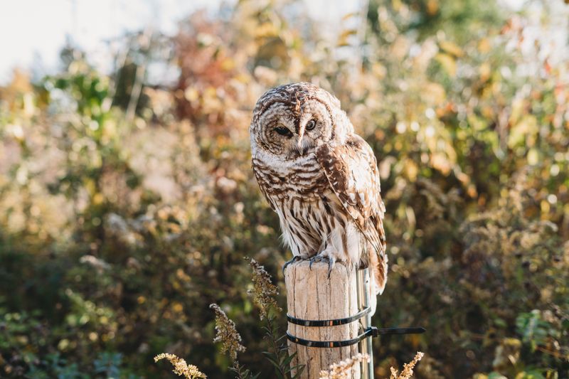 An Owl's Visit Signals Good Hunting Grounds Nearby
