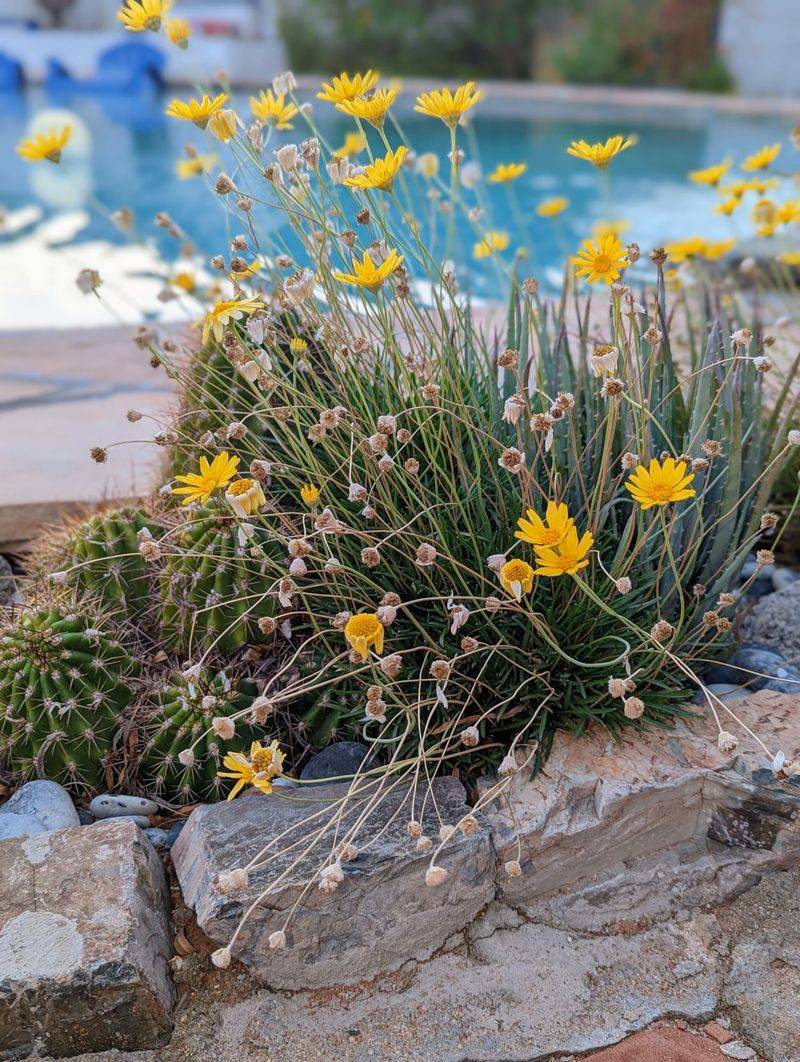 Angelita Daisy Brightens Dry Gardens With Golden Flowers