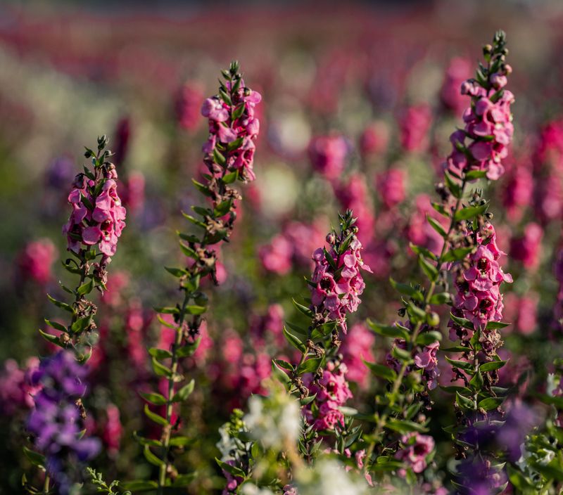 Angelonia Angelonia
