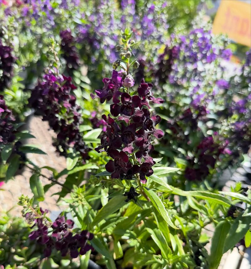 Angelonia Stands Up To Monsoon Rains Angelonia Stands Up To Monsoon Rains