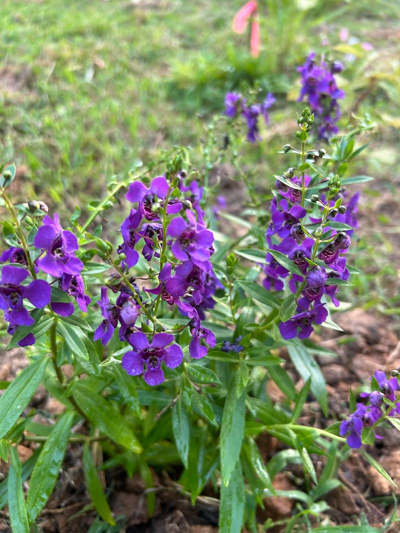 Angelonia Stays Upright And Bright