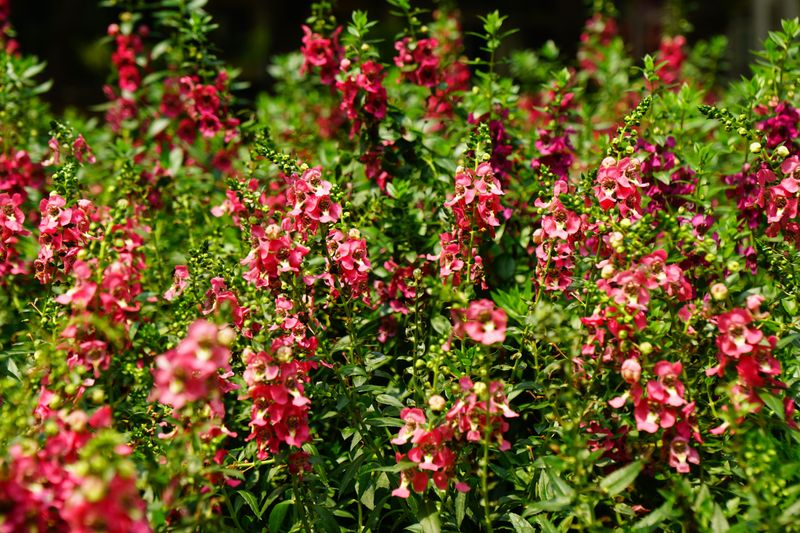Angelonia Thrives Where Other Porch Plants Struggle